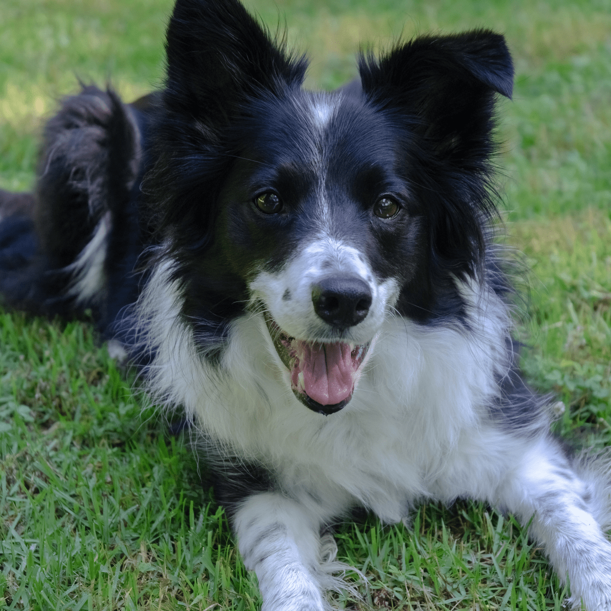 What are the Pros And Cons of a Border Collie?