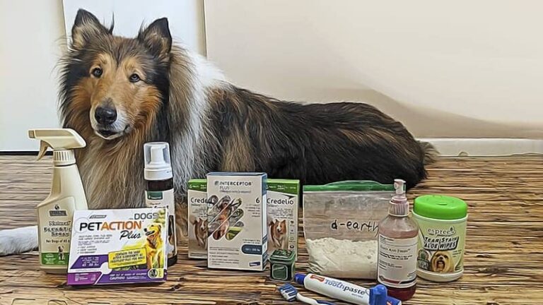 What Heartworm Medicine is Safe for Border Collies​