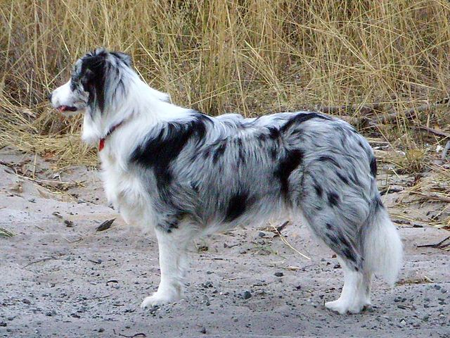 What is a Blue Merle Border Collie