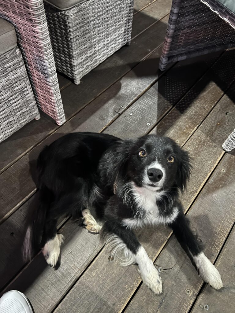What is My Border Collie Mixed With​