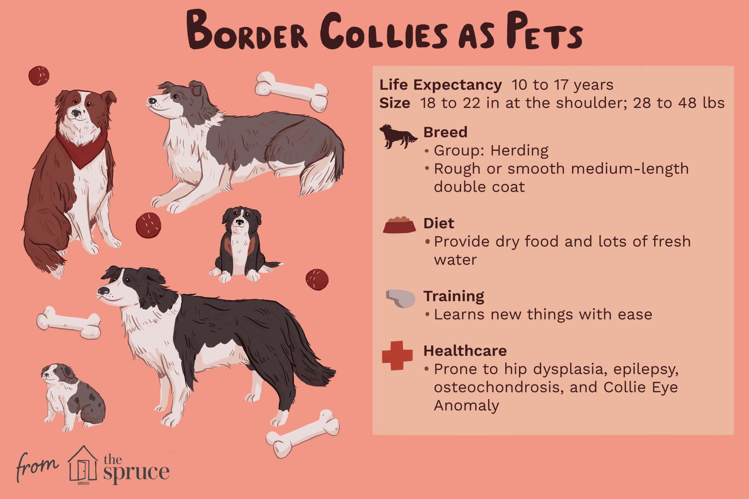 What is the Temperament of a Border Collie​