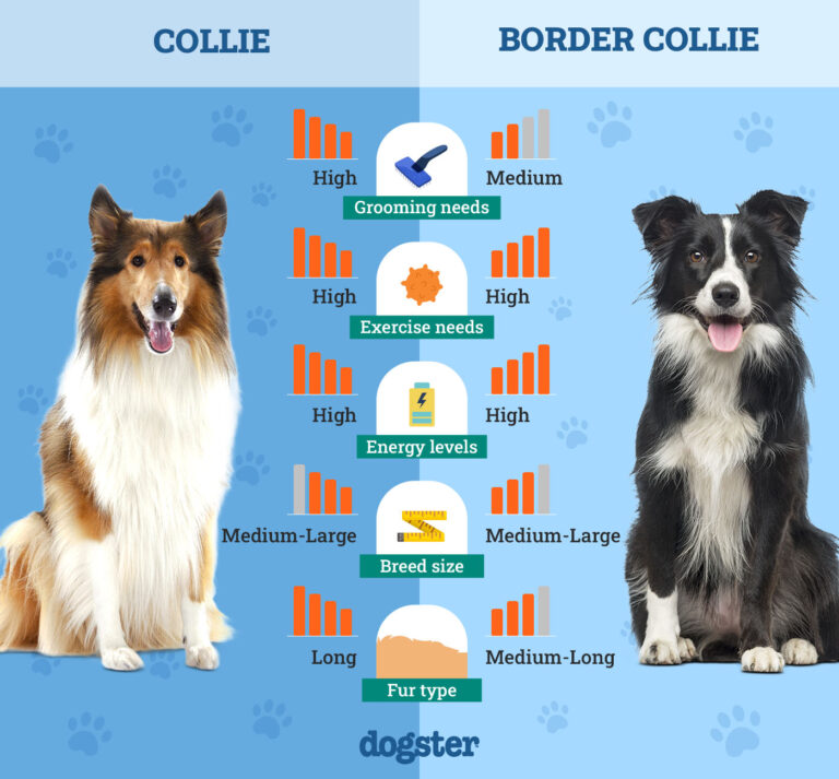 What'S the Difference between a Border Collie And a Collie​