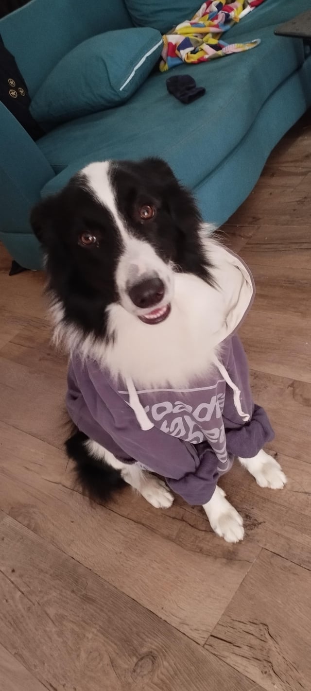 When was the Border Collie Discovered​