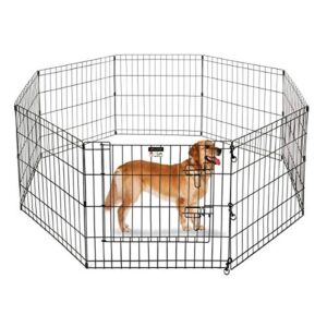 Best Dog Fence for Border Collie