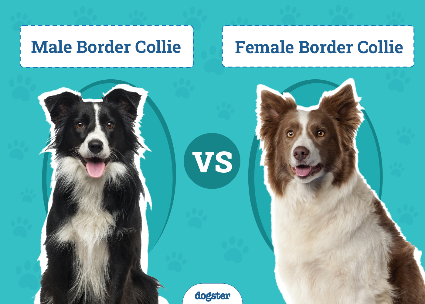 Border Collie Characteristics Male Vs Female?