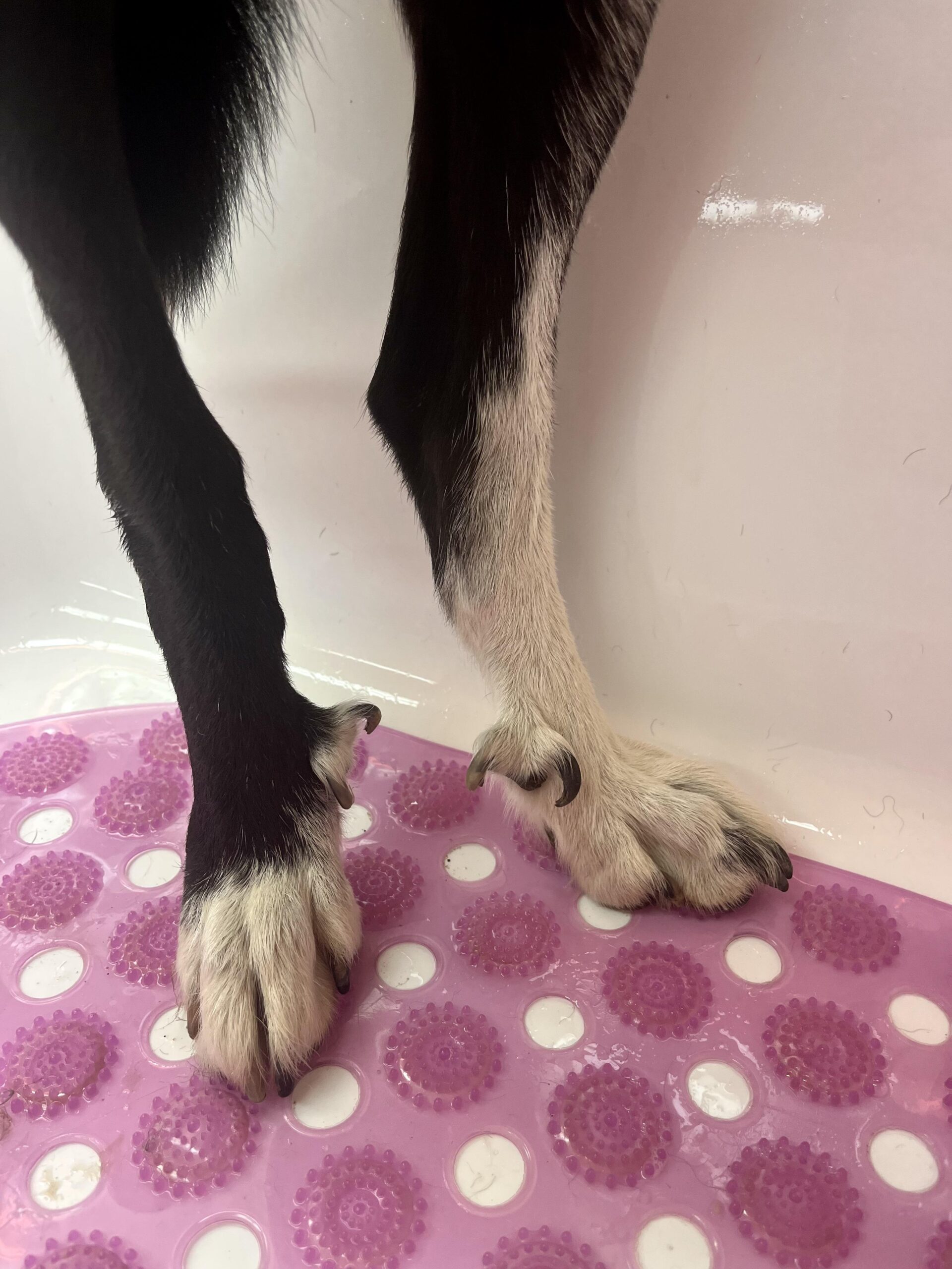 Do Border Collies Have Double Dew Claws?