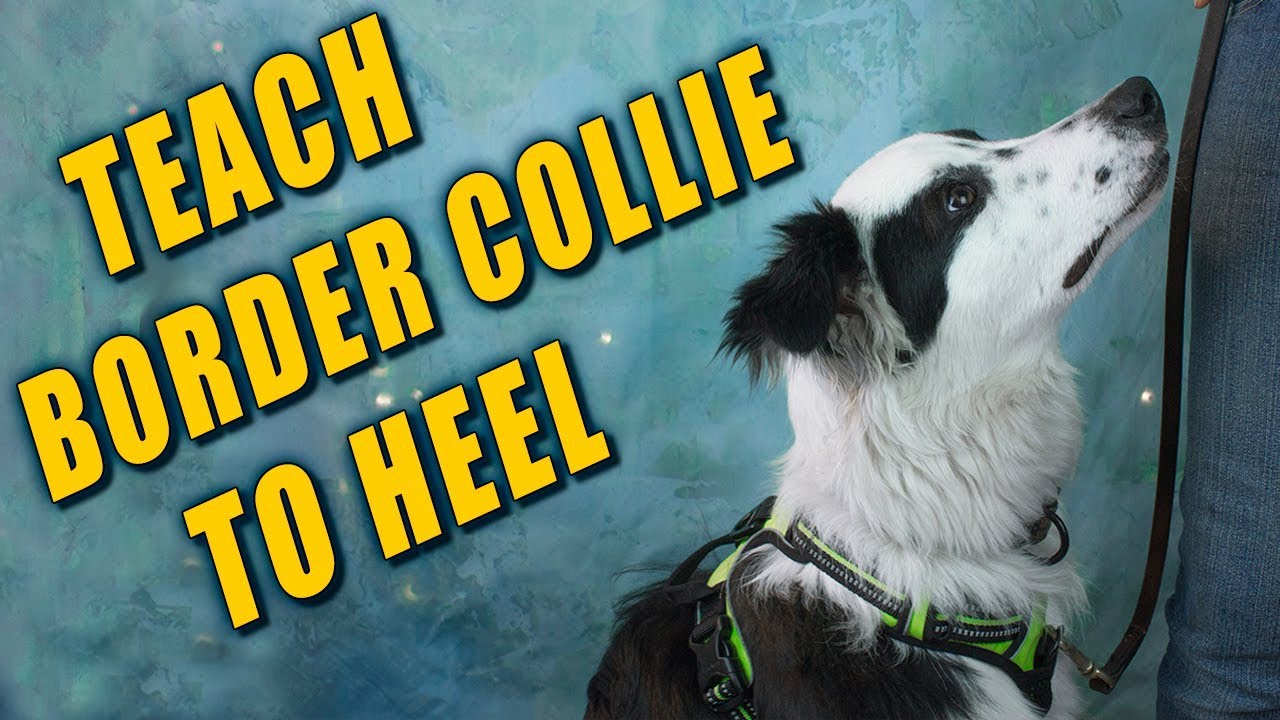 How to Leash Train a Border Collie