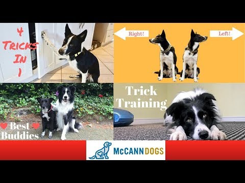 How to Teach a Border Collie Left And Right