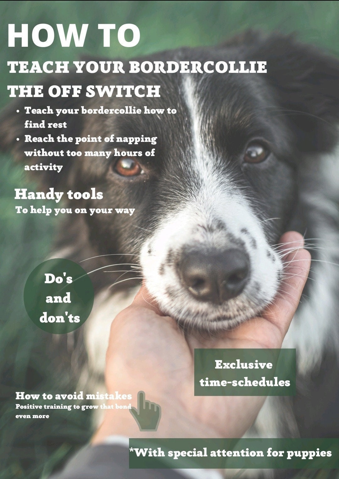 How to Teach Border Collie off Switch