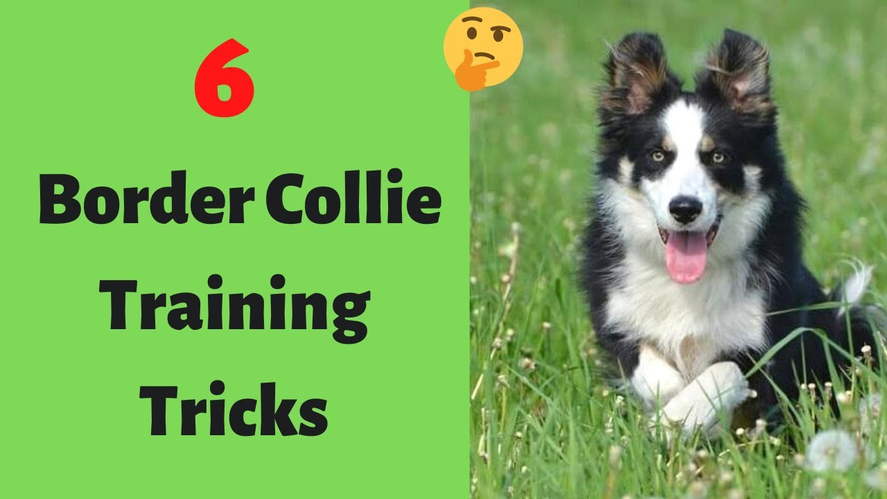 How to Teach Your Border Collie Tricks