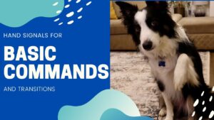 How to Train a Border Collie Basic Commands