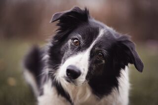 Why Do Border Collies Tilt Their Heads