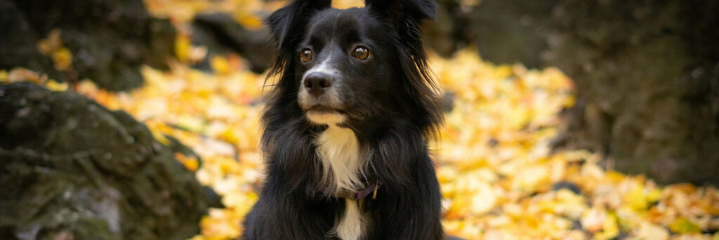 Pros And Cons of Neutering a Border Collie