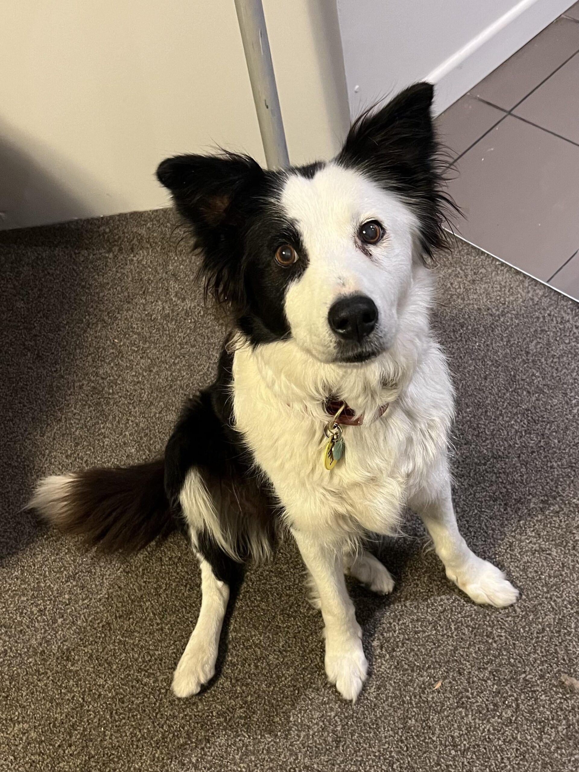 When Should I Get My Border Collie Spayed