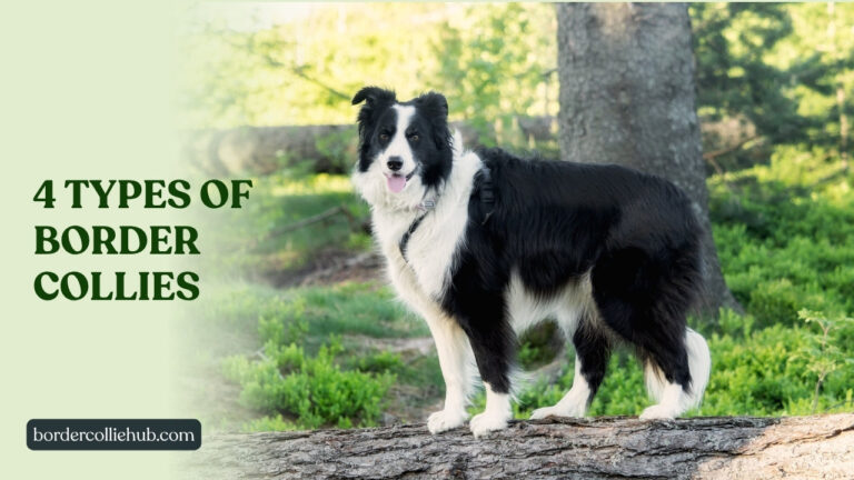 4 types of Border Collies