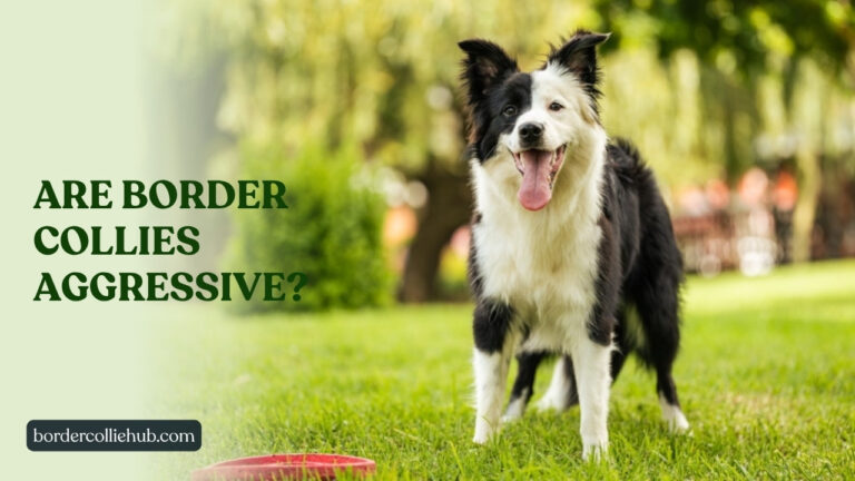 Are Border Collies Aggressive