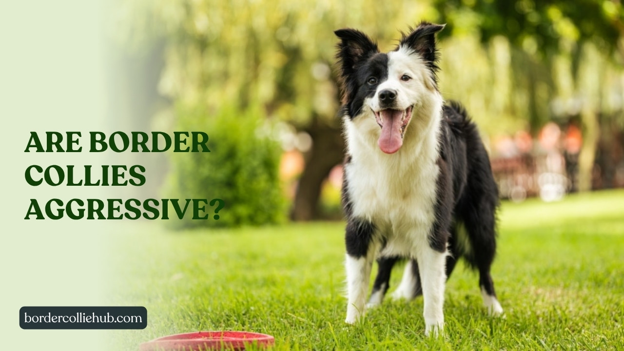 Are Border Collies Aggressive