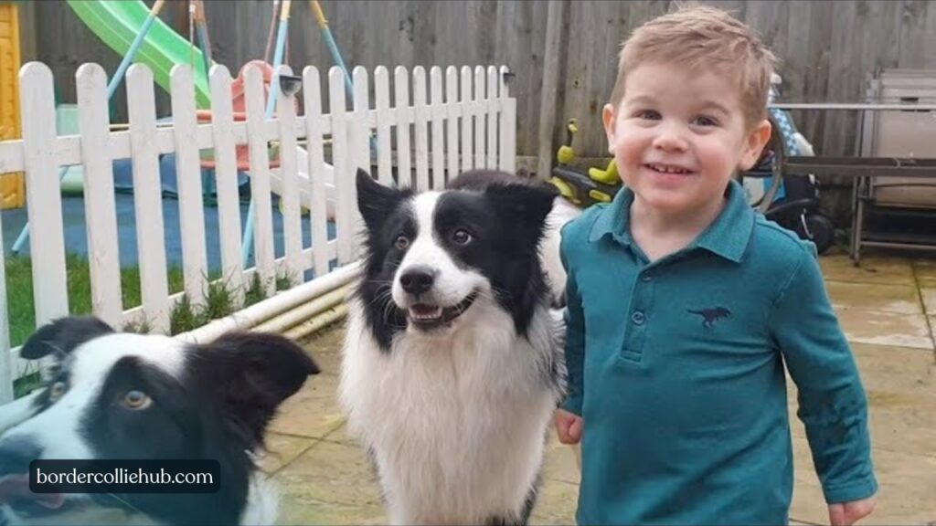 Are Border Collies Safe Around Children