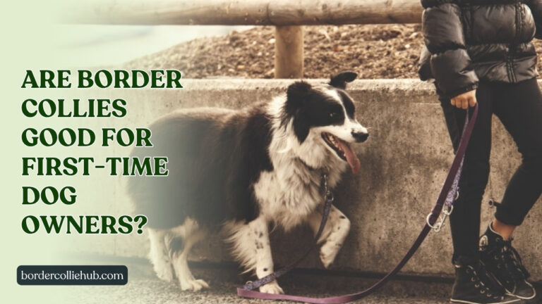 Are Border Collies good for first-time dog owners