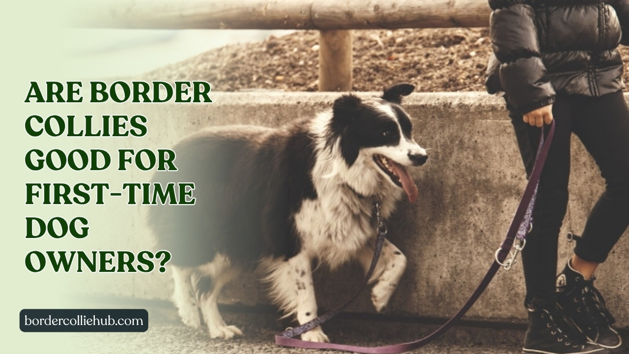 Are Border Collies good for first-time dog owners