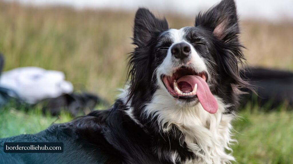 Border Collie Coat