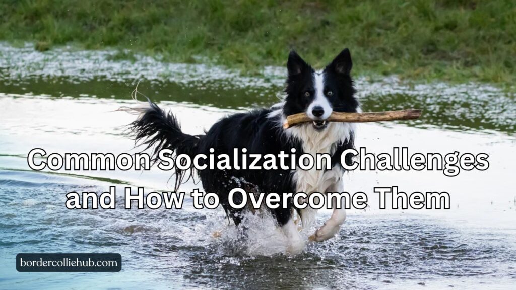 Common Socialization Challenges and How to Overcome Them