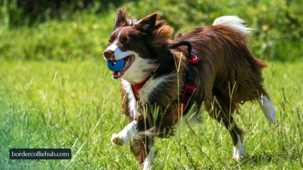 Different Types of Border Collies