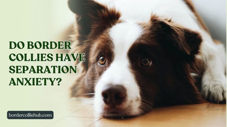 Do Border Collies have Separation Anxiety