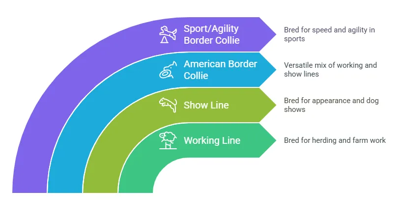 Exploring 4 Types of Border Collies