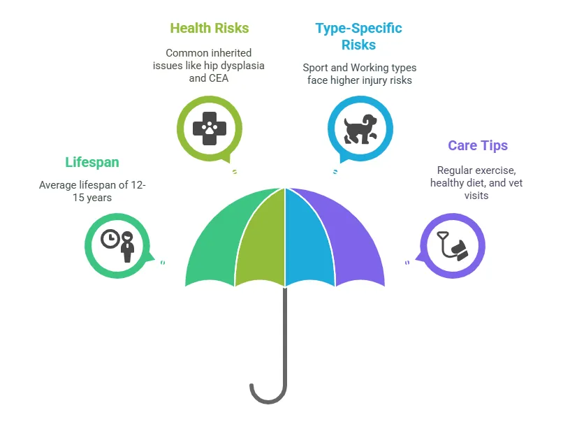 Health and Lifespan Differences Between Types
All Border Collies are generally healthy and live a long life. Most live 12 to 15 years, but some live even longer with the right care. Still, each type can have slightly different health risks due to breeding focus.
Border Collies are prone to a few inherited issues. The most common are hip dysplasia and collie eye anomaly (CEA). Regular vet checkups and health screenings are important. You can learn more about breed-specific health testing at the Orthopedic Foundation for Animals (OFA).
Sport and Working types are more likely to get hurt while running, jumping, or herding. Show and American lines may live a bit longer due to fewer physical demands.
Make sure your dog gets regular exercise, a healthy diet, and yearly vet visits. That’s the best way to help any type of Border Collie live a long, healthy life.