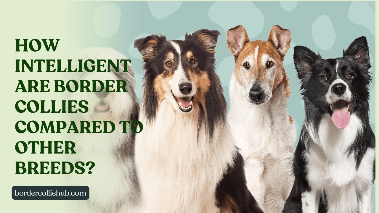 How intelligent are Border Collies compared to other breeds