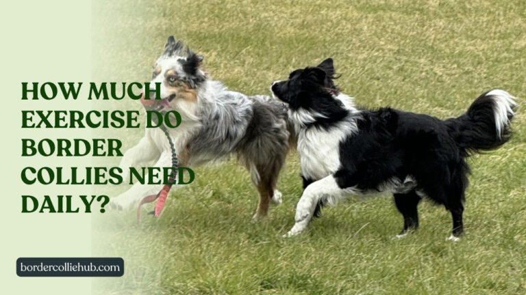 How much exercise do Border Collies need daily