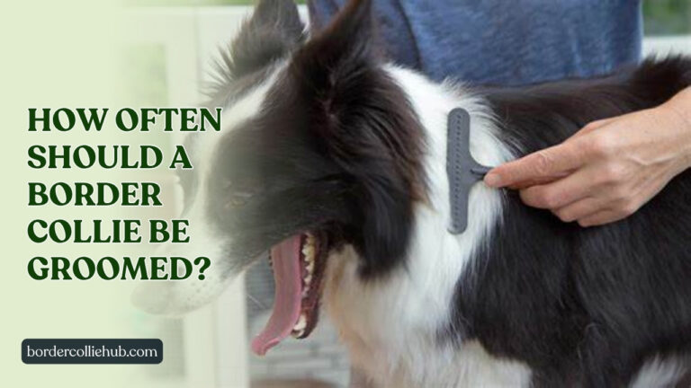 How often should a Border Collie be groomed? A Complete Care Guide for Pet Owners