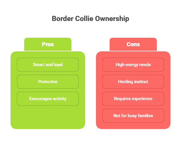 Pros and Cons of Owning a Border Collie in a Family Home
Owning a Border Collie brings many benefits but also some challenges. On the positive side, they are smart, loyal, and protective. They can become a child’s best friend and grow into well-behaved family members with proper training. Their energy can encourage kids to be more active and enjoy outdoor play.
However, their high energy level means they need a lot of exercise every day. Without it, they may become bored or anxious. Their herding instinct can lead to nipping, which some families find hard to manage. Border Collies also require experienced owners who understand dog behavior. If you have a busy lifestyle or very young children, another breed might be a better fit.
Here is a quick comparison of Border Collies with other family-friendly dog breeds:
TraitBorder CollieGolden RetrieverLabrador RetrieverPoodleEnergy LevelVery HighModerateHighModerateKid-FriendlinessMedium-HighVery HighVery HighHighTrainabilityVery HighHighHighVery HighNipping BehaviorPossibleRareRareRareRequires ExperienceYesNoNoNo
Pros and Cons of Owning a Border Collie in a Family Home - visual selection