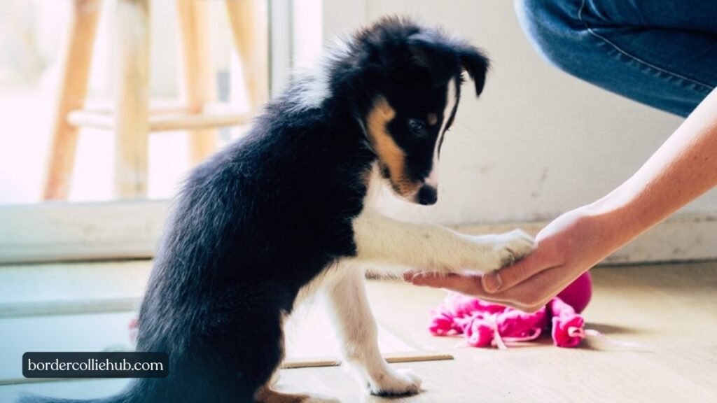 Should a First-Time Owner Consider a Border Collie