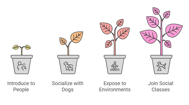Step-by-Step Socialization Techniques for Border Collies