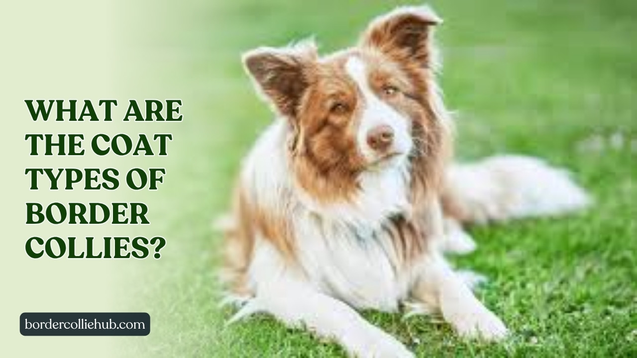 What Are the Coat Types of Border Collies