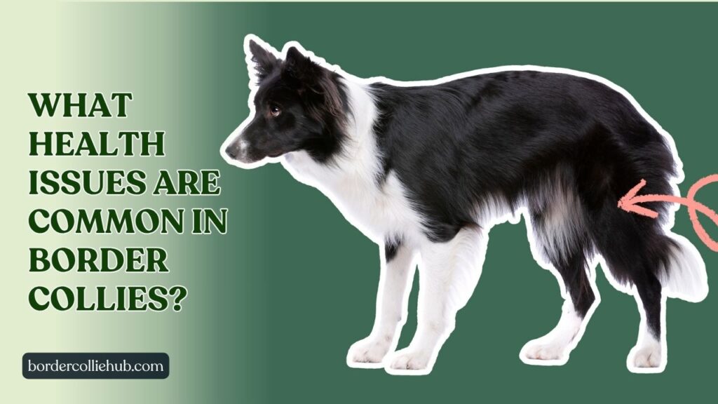 What Health issues are Common in Border Collies