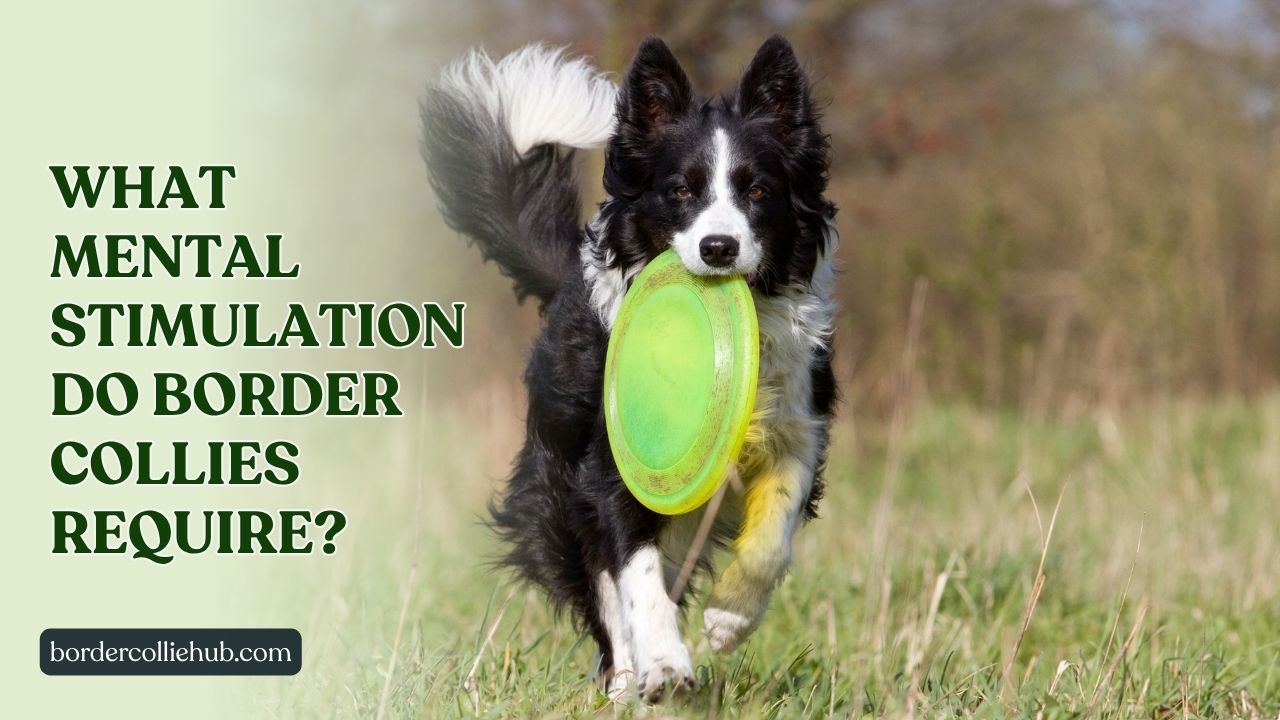 What Mental Stimulation Do Border Collies Require