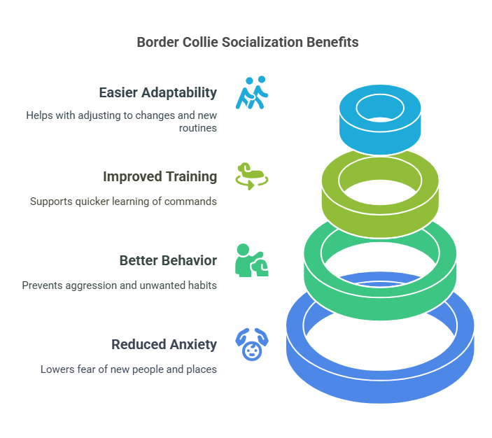 Why Socialization is Crucial for Border Collies