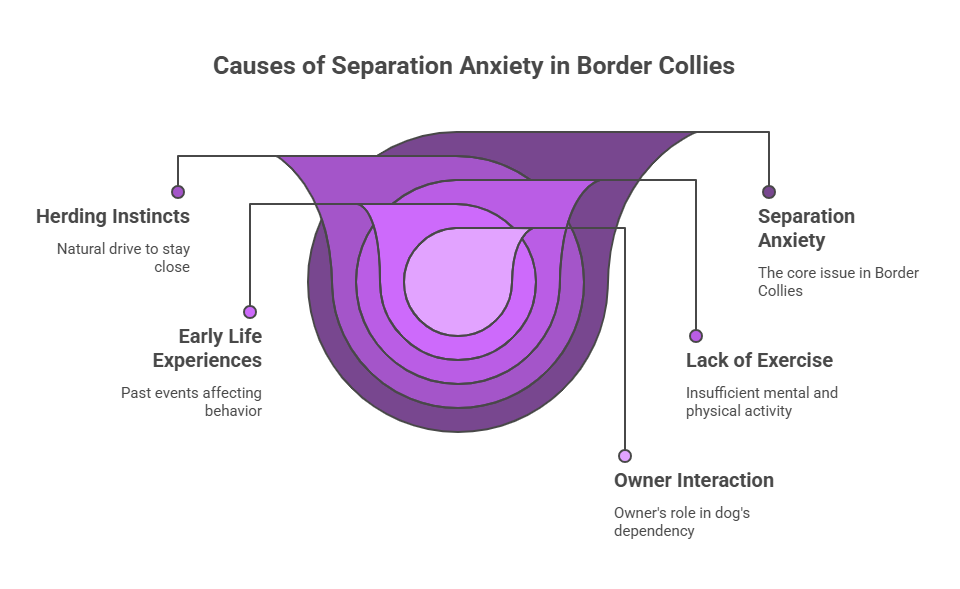 Causes Separation Anxiety in Border Collies