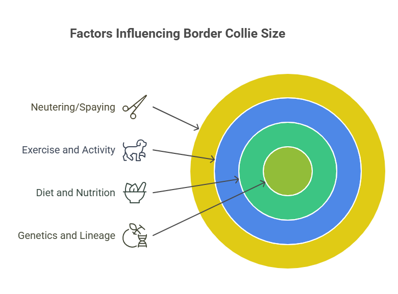Factors That Influence Border Collie Size