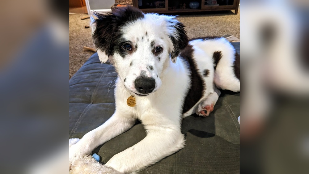 Crossbreed between Great Pyrenees And Border Collie