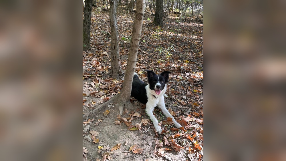 Why Do Border Collies Have Sensitive Stomachs
