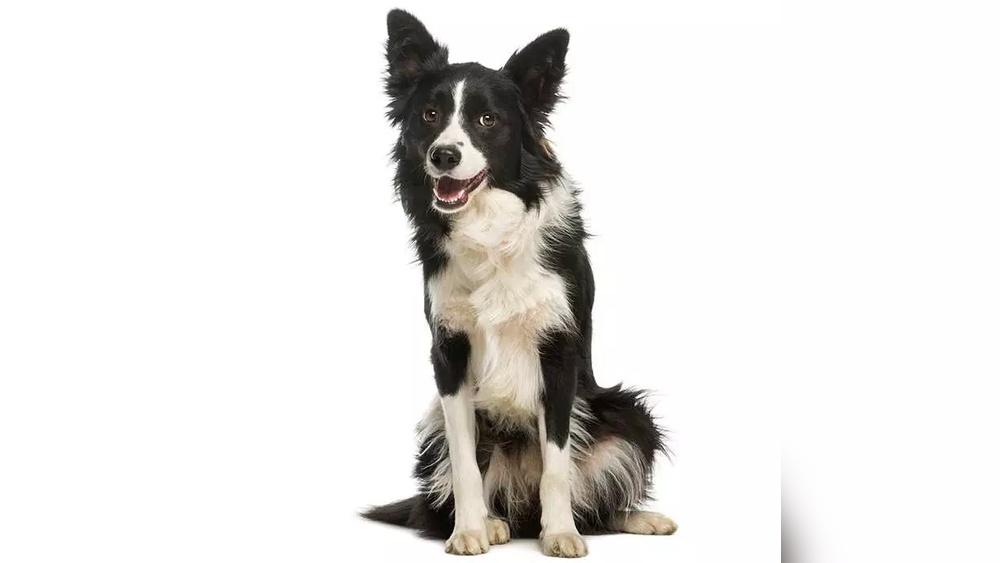 Affordable Pet Insurance Plans Covering Border Collies