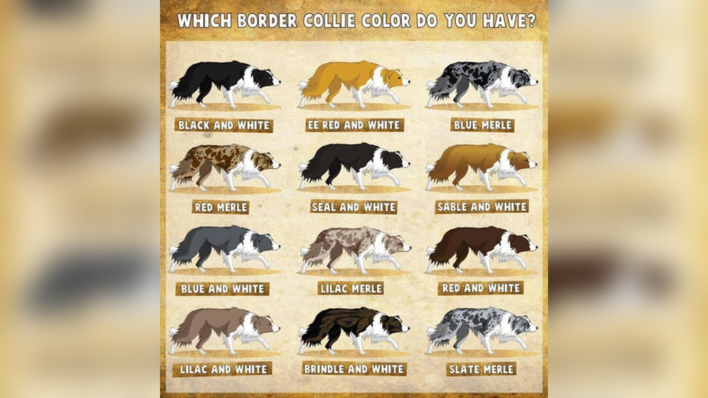 Are There Two Types of Border Collies?