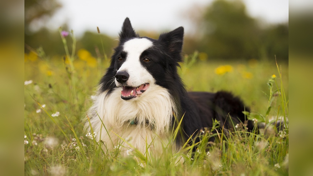 Best Flea And Tick Prevention Products for Border Collies