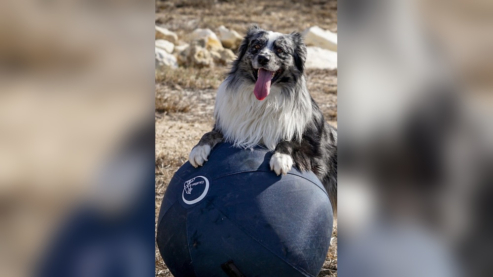 Best Toys to Keep Border Collies Entertained