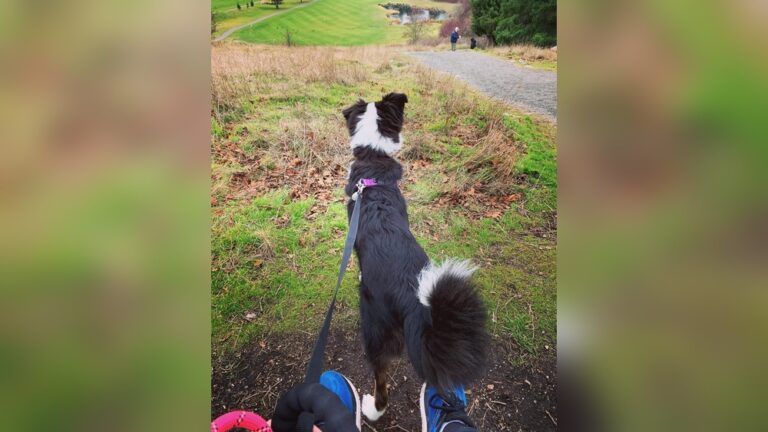 Border Collie Tail Curl