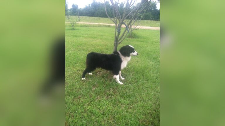 Border Collie Tail Docked